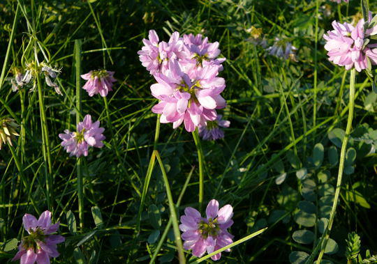 Bunte Kronwicke - Coronilla varia