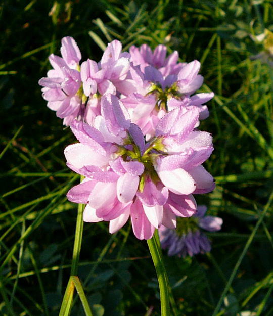 Bunte Kronwicke - Coronilla varia