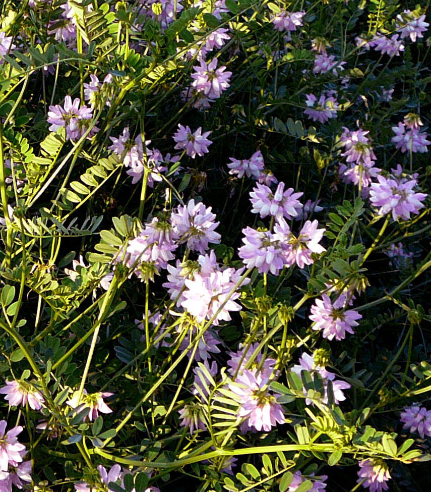 Bunte Kronwicke - Coronilla varia