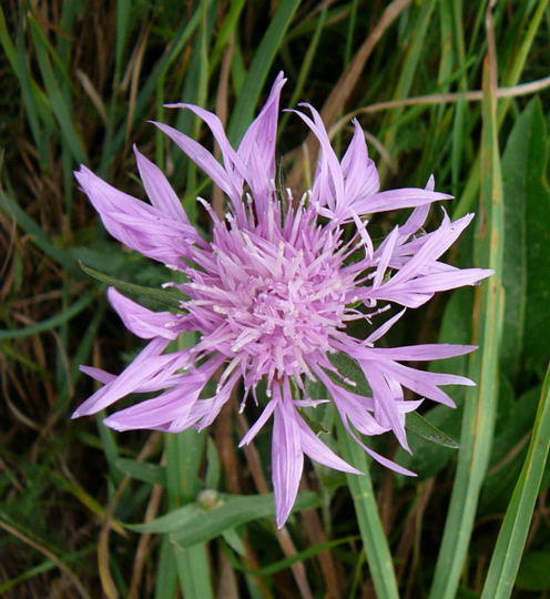Flockenblume - Centaurea spec.