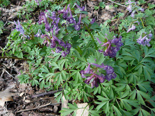 Hohler Lerchensporn - Corydalis cava