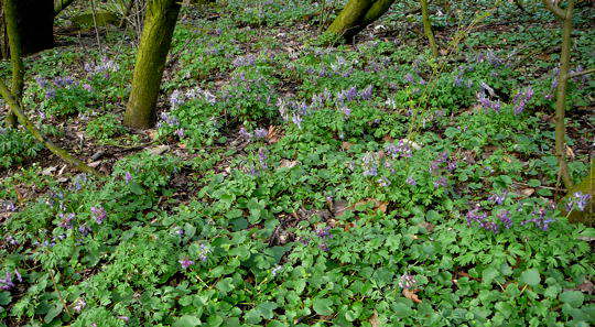 Hohler Lerchensporn - Corydalis cava