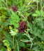 Karthuser-Nelke - Dianthus carthusianorum