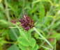 Karthuser-Nelke - Dianthus carthusianorum