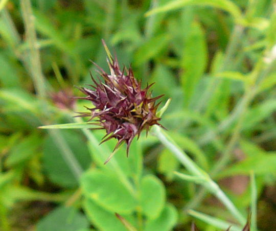 Karthuser-Nelke - Dianthus carthusianorum