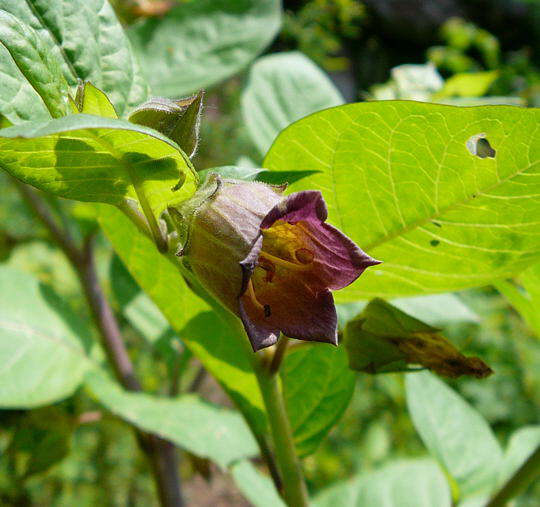 Schwarze Tollkirsche - Atropa bella-donna 