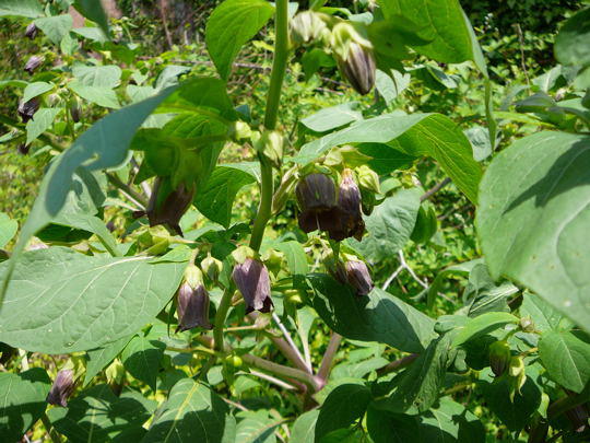 Schwarze Tollkirsche - Atropa bella-donna 