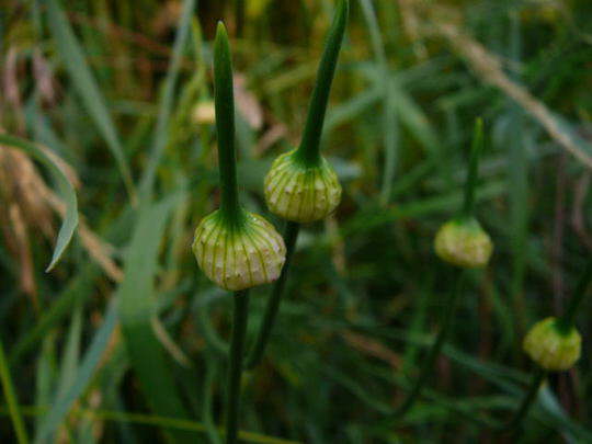 Weinbergslauch - Allium vineale