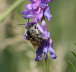 Langhornbiene - Eucera longicornis