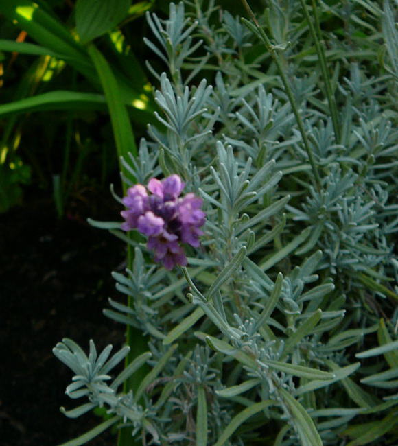 Lavendel - Lavandula angustifolia