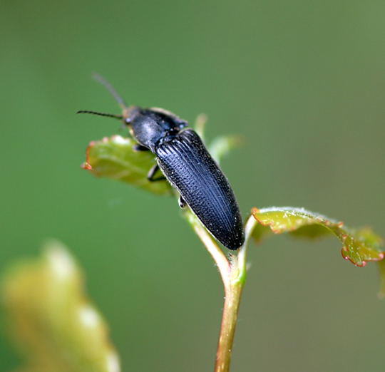 Metallglnzender Rindenschnellkfer -Ctenicera pectinicornis