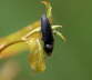 Metallglnzender Rindenschnellkfer -Ctenicera pectinicornis