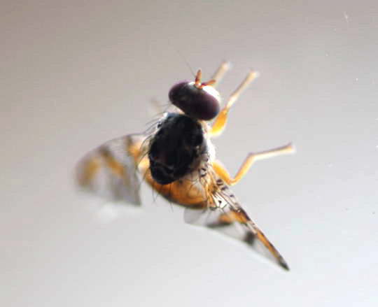 Mittelmeerfruchtfliege 