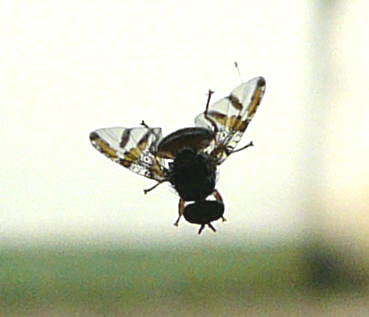 Mittelmeerfruchtfliege 
