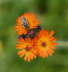 Orangerotes Habichtskraut - Hieracium aurantiacum 