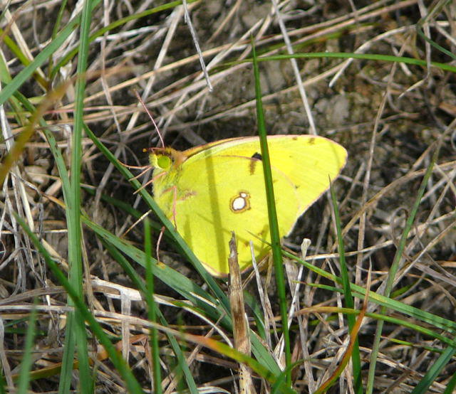 Postillon (Posthrnchen) -Colias croceus