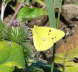 Postillon (Posthrnchen) -Colias croceus