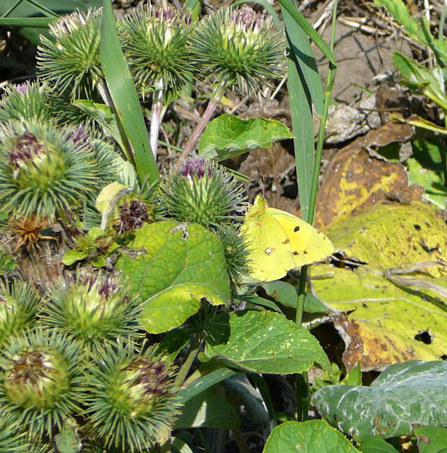 Postillon (Posthrnchen) -Colias croceus