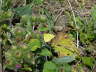Postillon (Posthrnchen) -Colias croceus