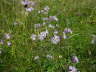 Pracht-Nelke - Dianthus superbus 