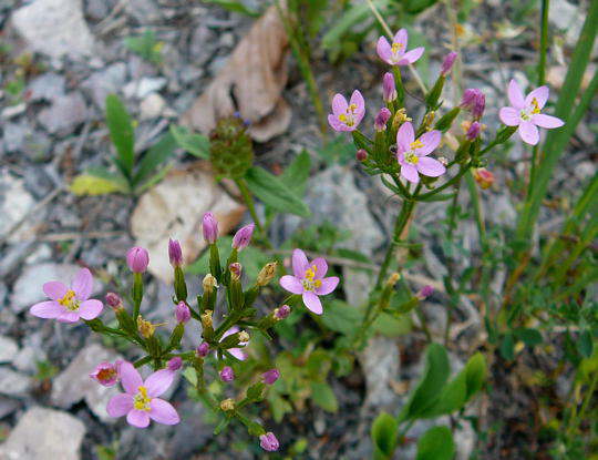 Echtes Tausengldenkraut - Centaurium erythraea