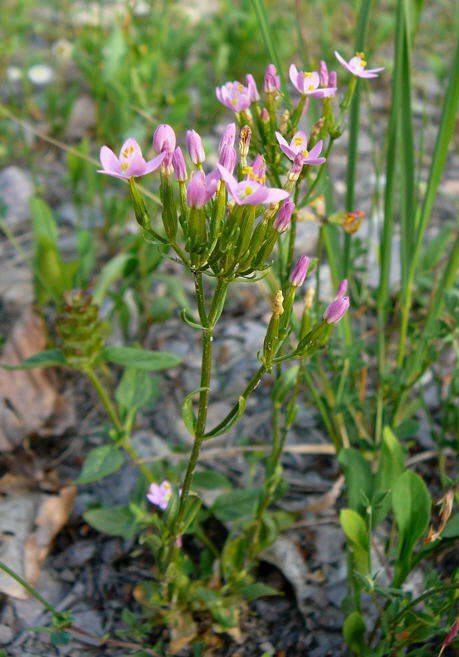 Echtes Tausengldenkraut - Centaurium erythraea