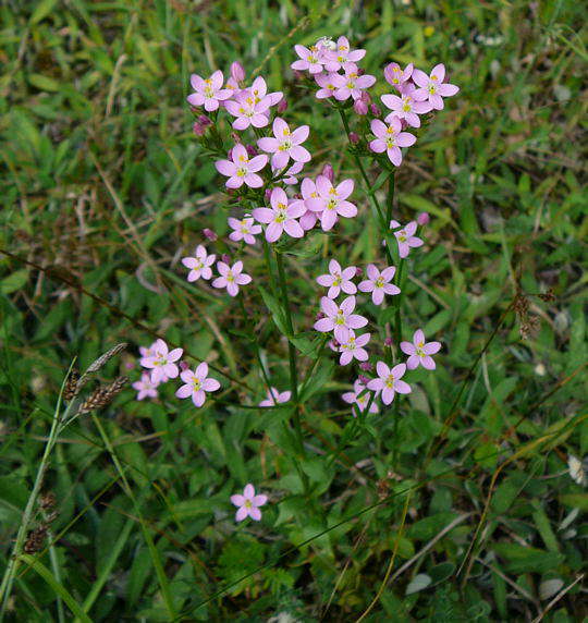 Echtes Tausengldenkraut - Centaurium erythraea