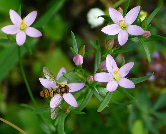 Echtes Tausengldenkraut - Centaurium erythraea