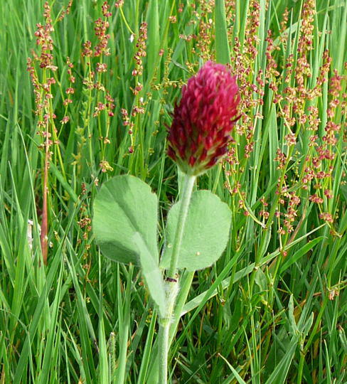 Inkarnat-Klee - Trifolium incarnatum