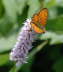 Randring-Perlmutterfalter - Boloria eunomia