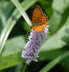 Randring-Perlmutterfalter - Boloria eunomia