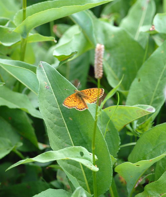 Randring-Perlmutterfalter - Boloria eunomia 