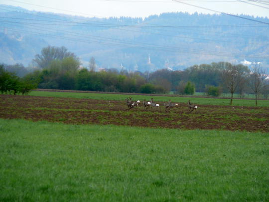 Rehe April 2008 Httenfeld-Hemsbach Wildblumen 019
