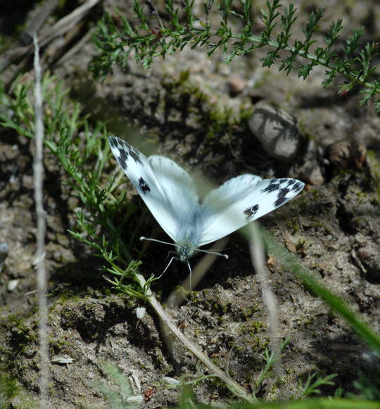 Resedafalter  Pontia edusa 