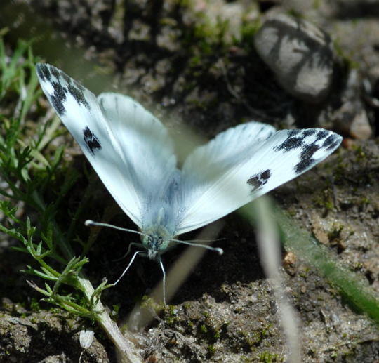 Resedafalter  Pontia edusa 