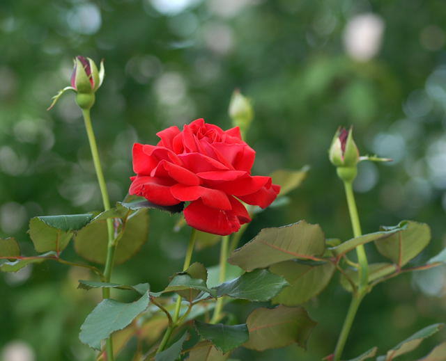 Rose 