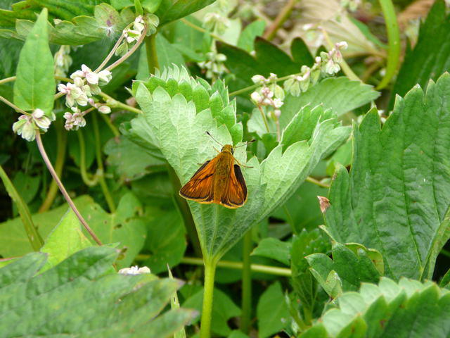 Rostfarbiger Dickkopffalter - Ochlodes sylvanus