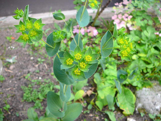 Rundblttrige Hasenohr - Bupleurum rotundifolium