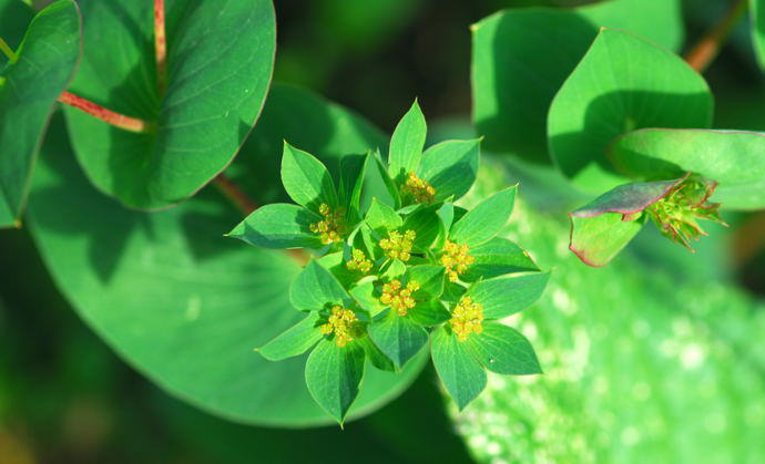 Rundblttrige Hasenohr - Bupleurum rotundifolium