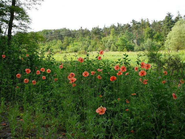 Saat-Mohn - Papaver dubium 