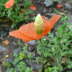 Saat-Mohn Papaver dubium Juni 2010 Viernheimer Heide an den Grten 007