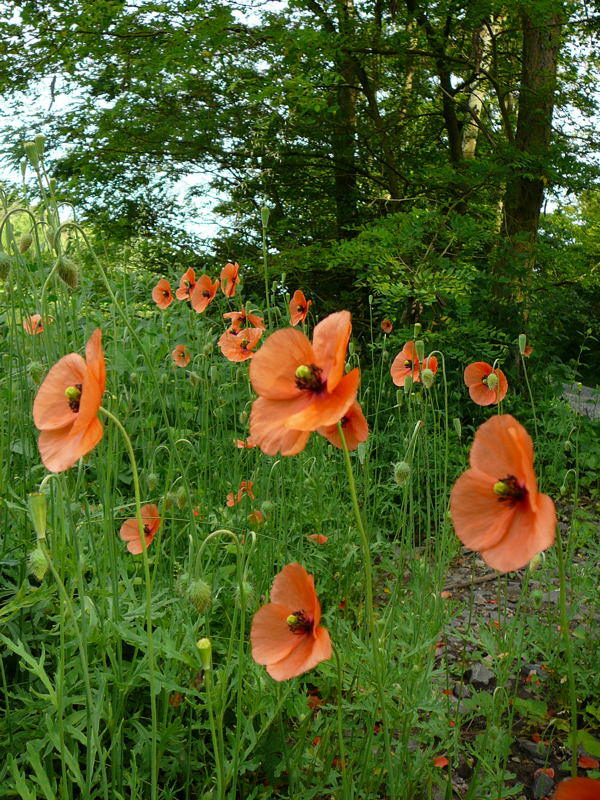 Saat-Mohn - Papaver dubium 