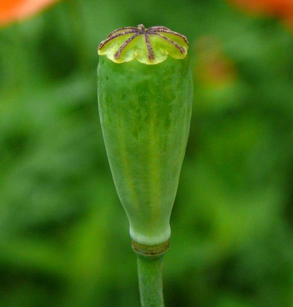 Saat-Mohn - Papaver dubium 