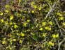 Sand-Fingerkraut - Potentilla cenerea (incana)