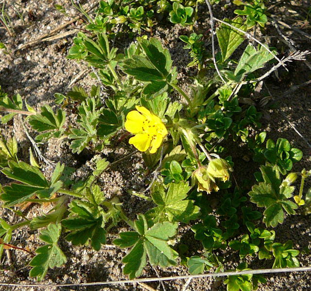 Sand-Fingerkraut - Potentilla cenerea (incana)