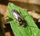 Sandbiene 2 - Andrena spec