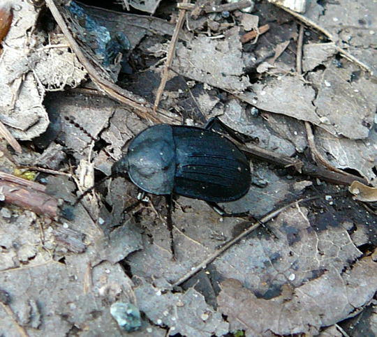 Schwarzer Schneckenjäger