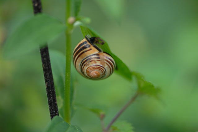 Schwarzmndige Bnderschnecke - Cepaea nemoralis