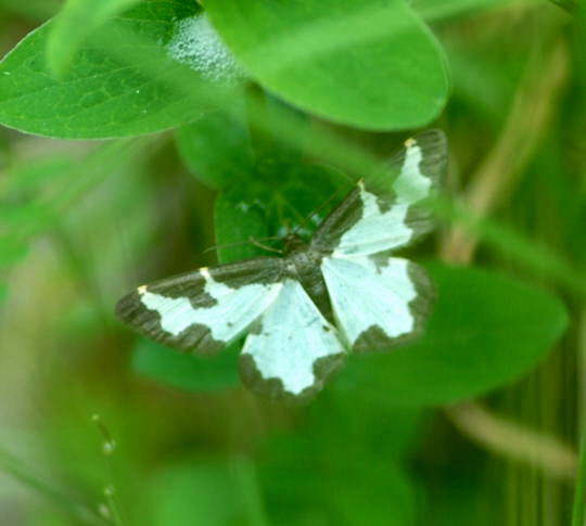 Schwarzrand-Harlekin (Vogelschmeispanner) - Lomaspilis marginata