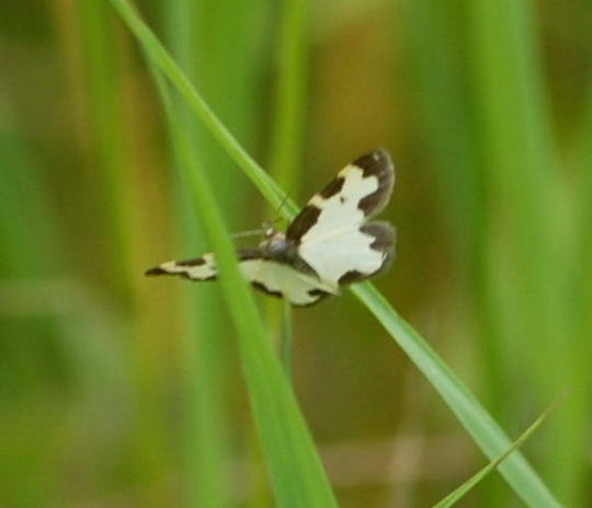 Schwarzrand-Harlekin (Vogelschmeispanner) - Lomaspilis marginata